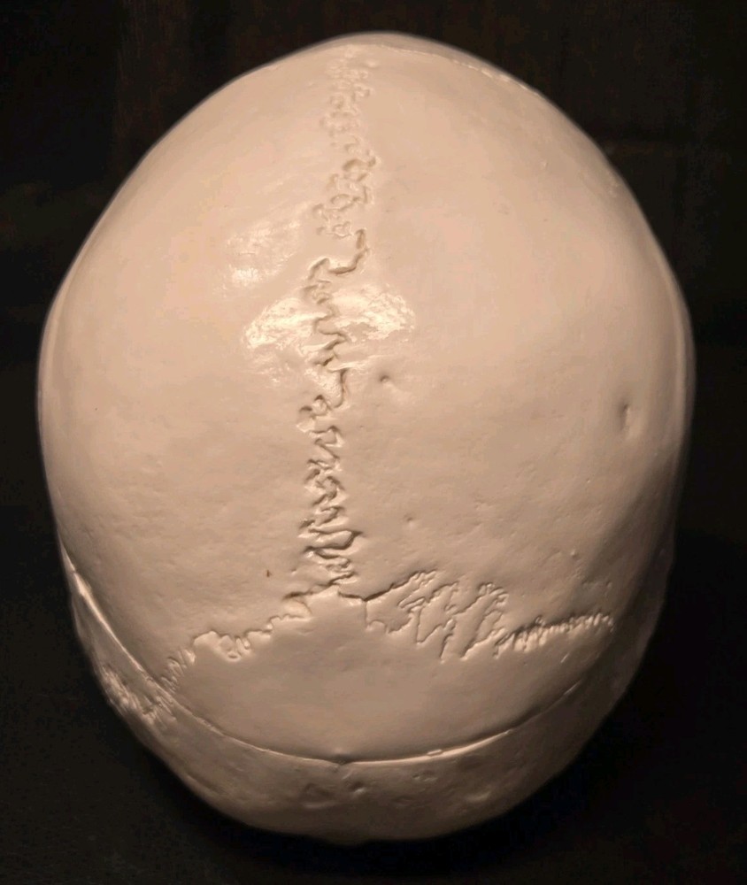 Realistic Anatomical Human Skull Model