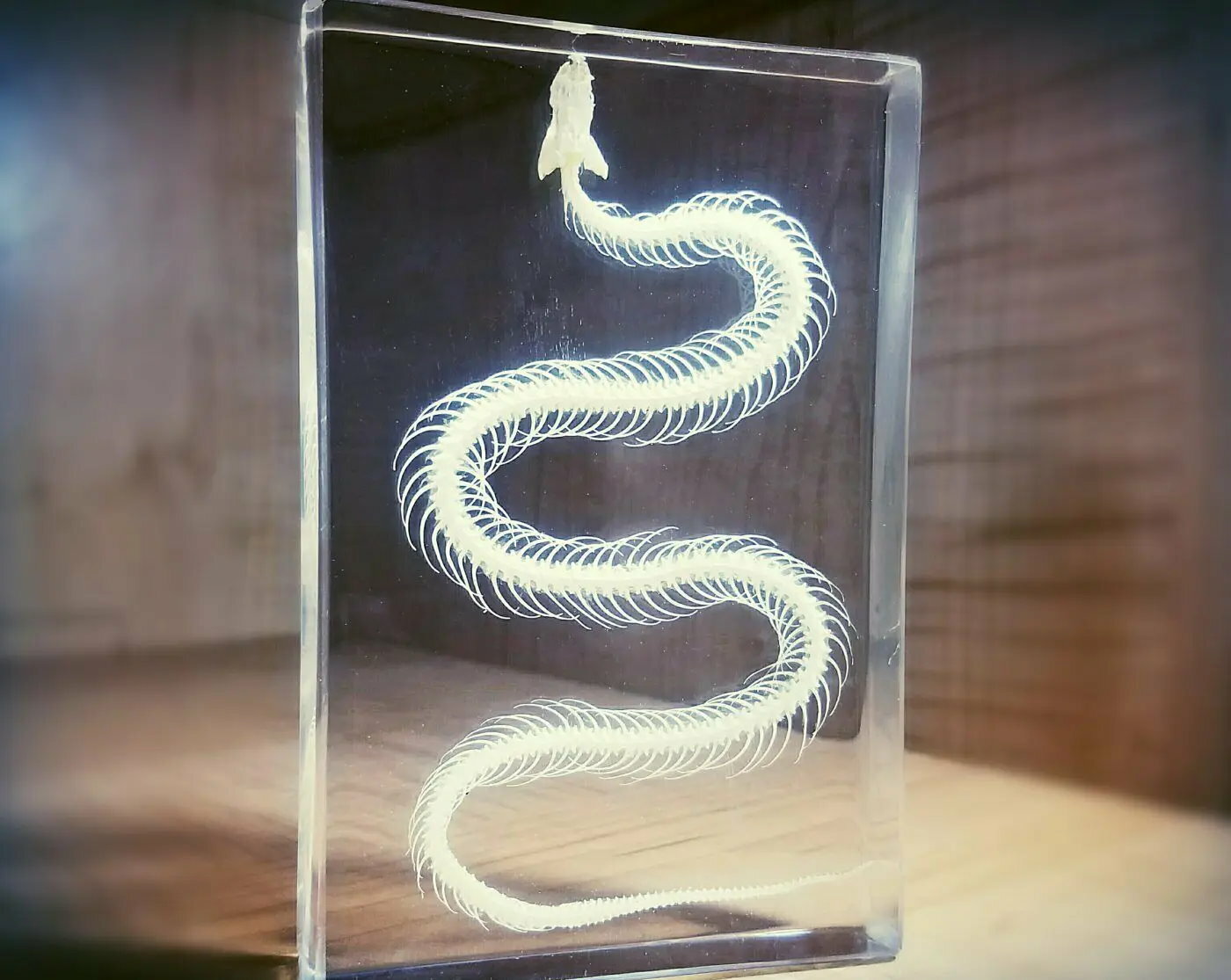 Large Snake Skeleton In Resin, Animal Skeletons, Oddities, Hypsiscopus Plumbea