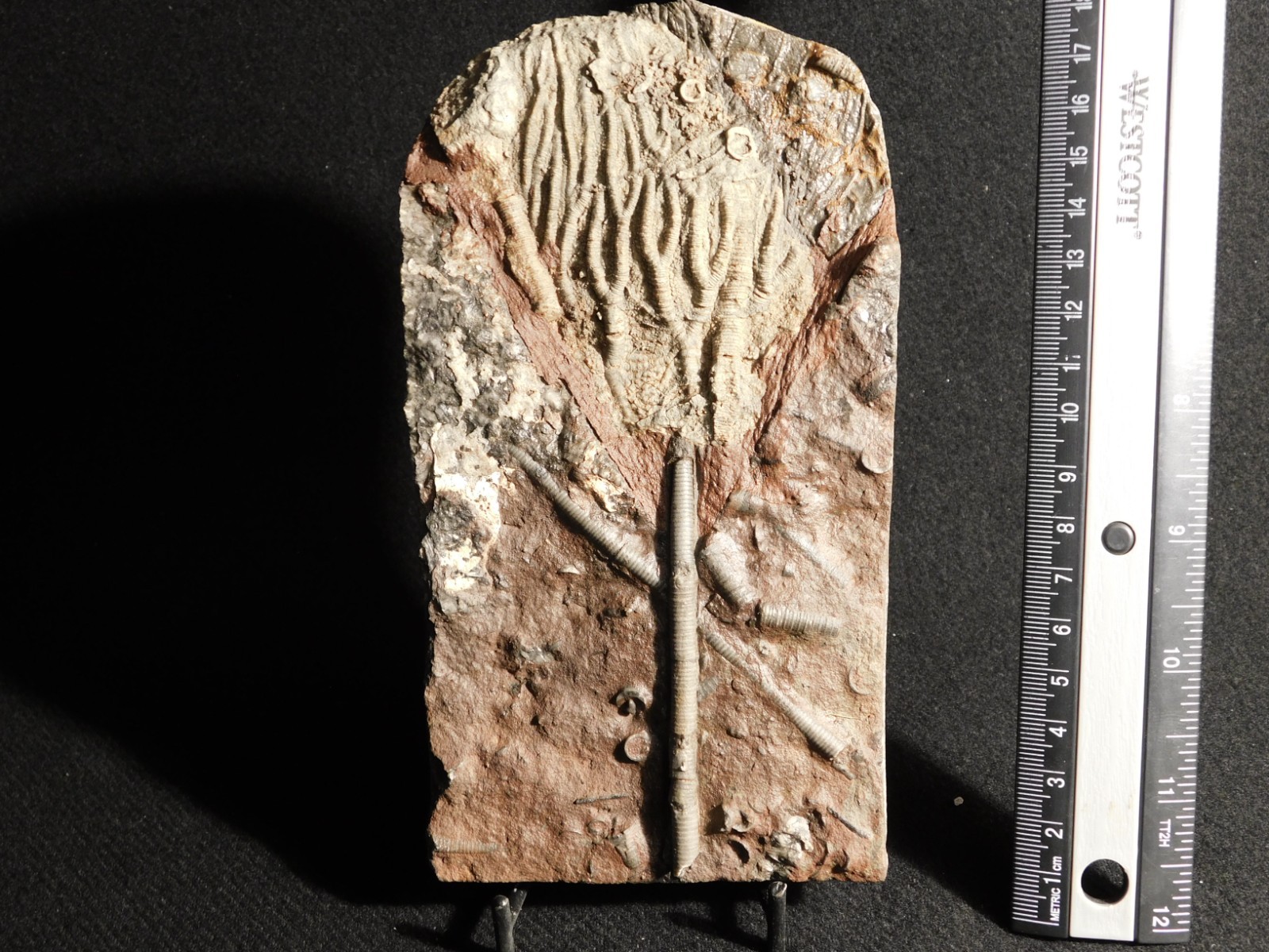 430 Million Year Old! CRINOID Fossil or Sea LILY Fossil Morocco 505gr
