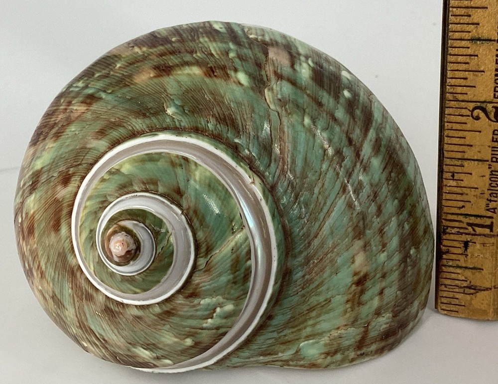 Green Turban Shell From Madagascar