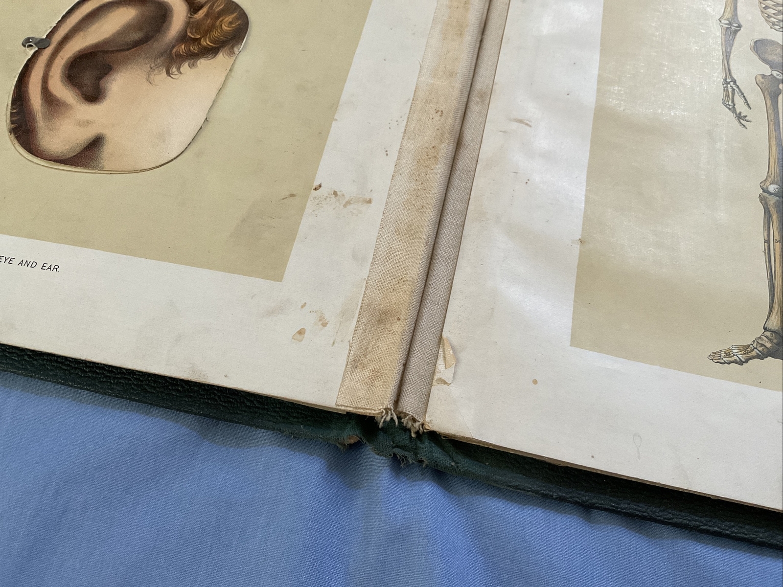 Antique Medical Anatomy Book Embalmer Anatomy Book Binder 1903