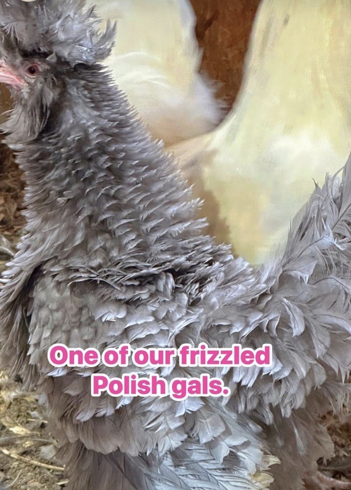 12 Polish Chicken Hatching Eggs (NPIP Certified)