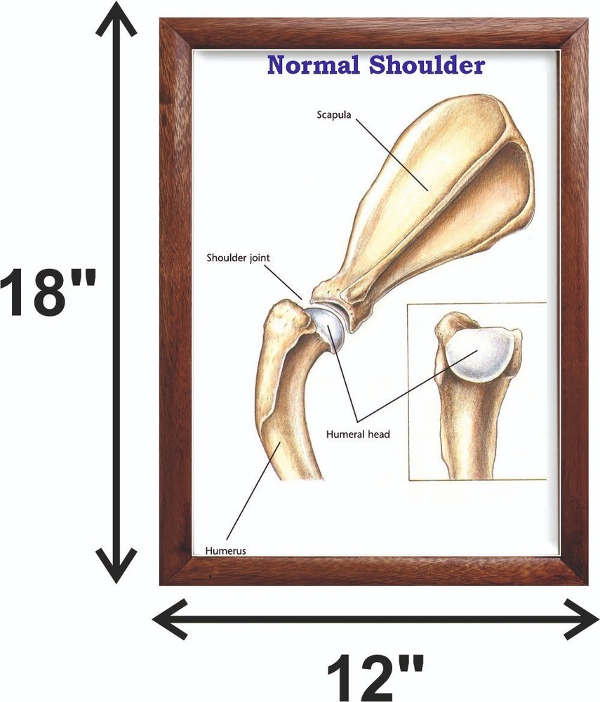 Normal Shoulder Chart 12x18 inches