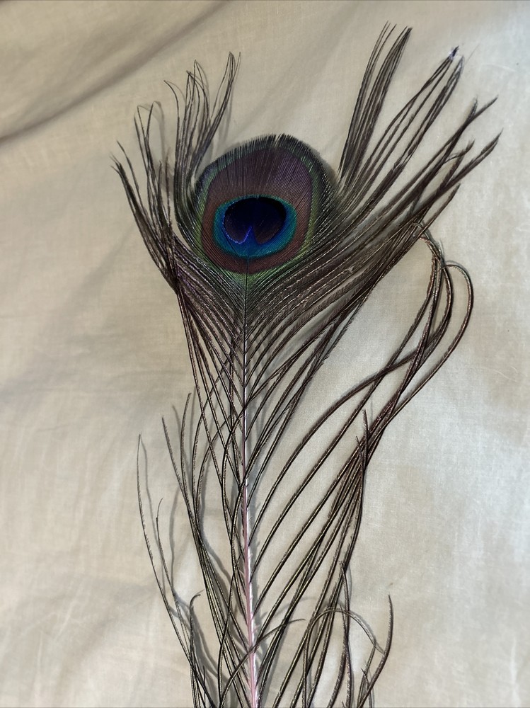 40 Long Peacock Feathers