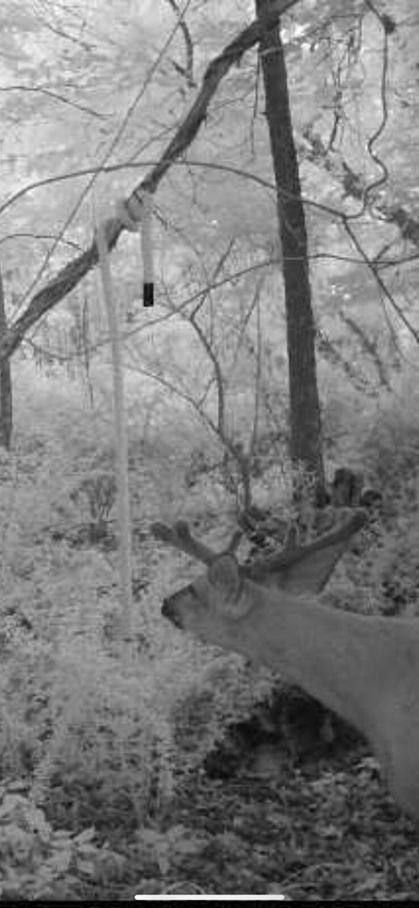 Preorbital Deer Rope System