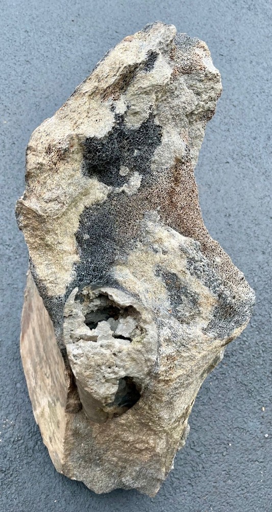 80+ LBS Florida Fossil Whale Bone