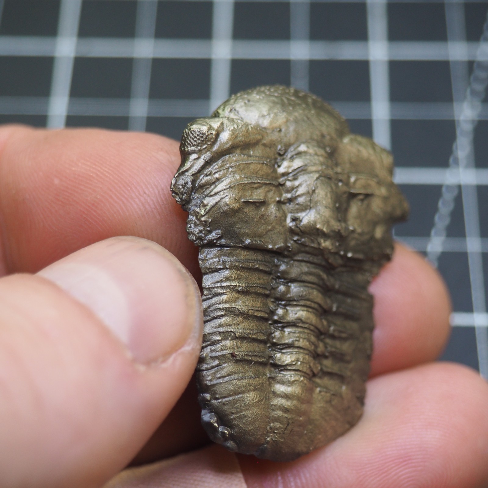 Chotecops ferdinandi Pyrite Trilobite Bundenbach Germany Fossil Devonian