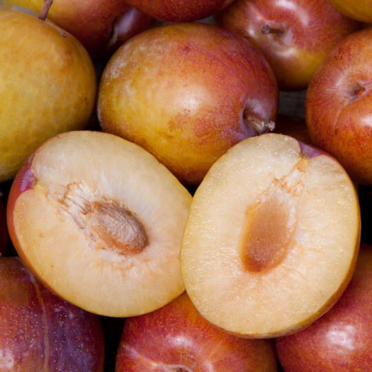 Pluot x Pluerry scions triple pack