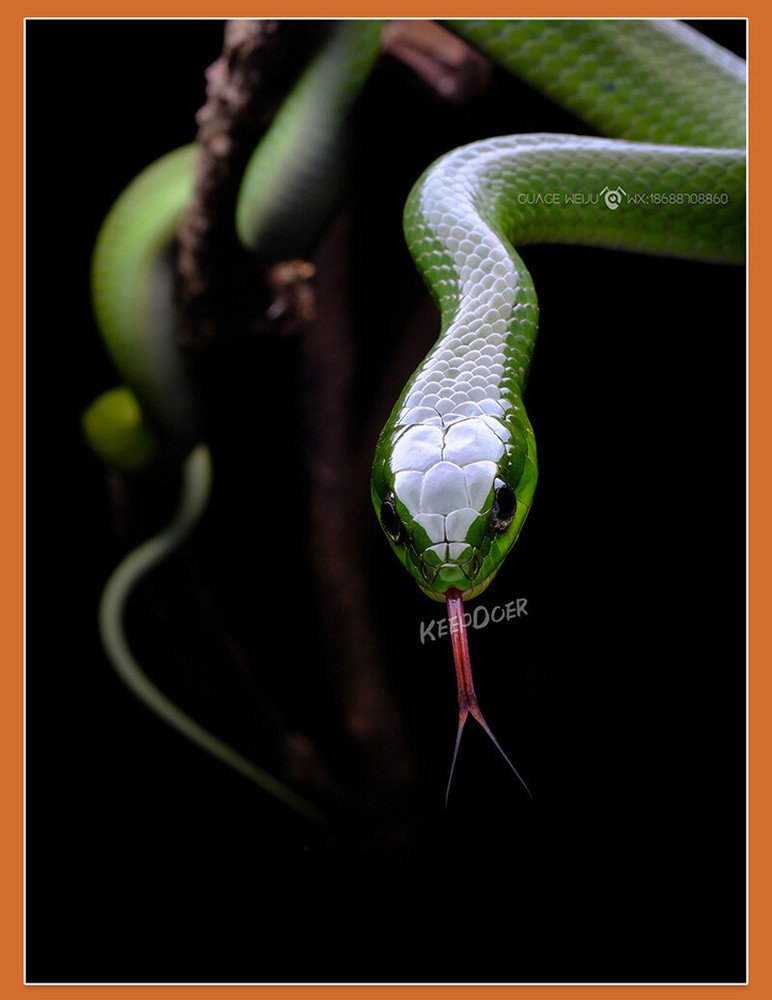 Macro Photography Reflector Cover Soft Box Diffuser For Flash Lamp Flashlight