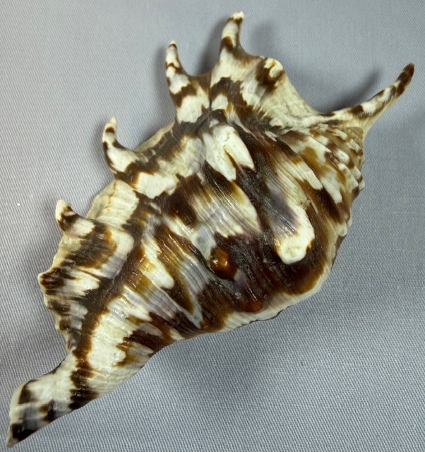 Spider conch shell 98.1 mm lambis lambis Indo Pacific spiny display pattern