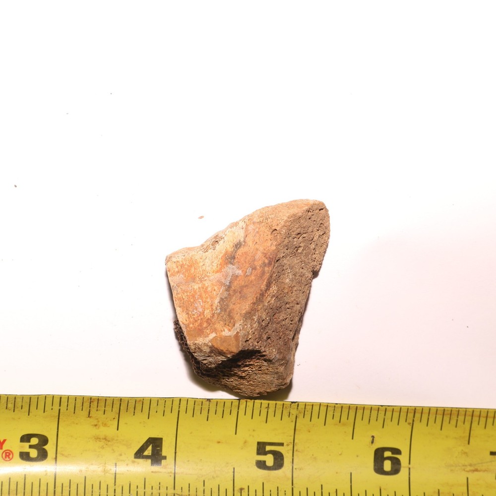 Triceratops Eppocipital Partial - Dinosaur Bone Hell Creek Formation Cretaceous