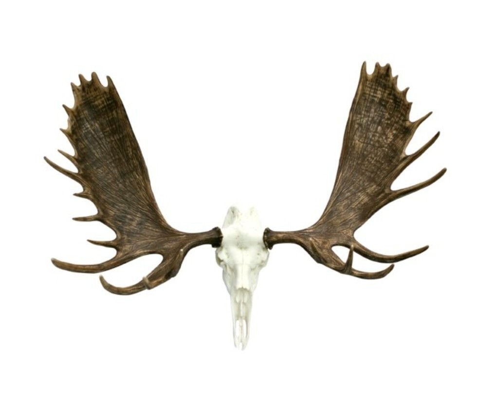 NEW 60" Alaska Bull Moose Antler Rack European Cast Mount Cabela's Taxidermy USA