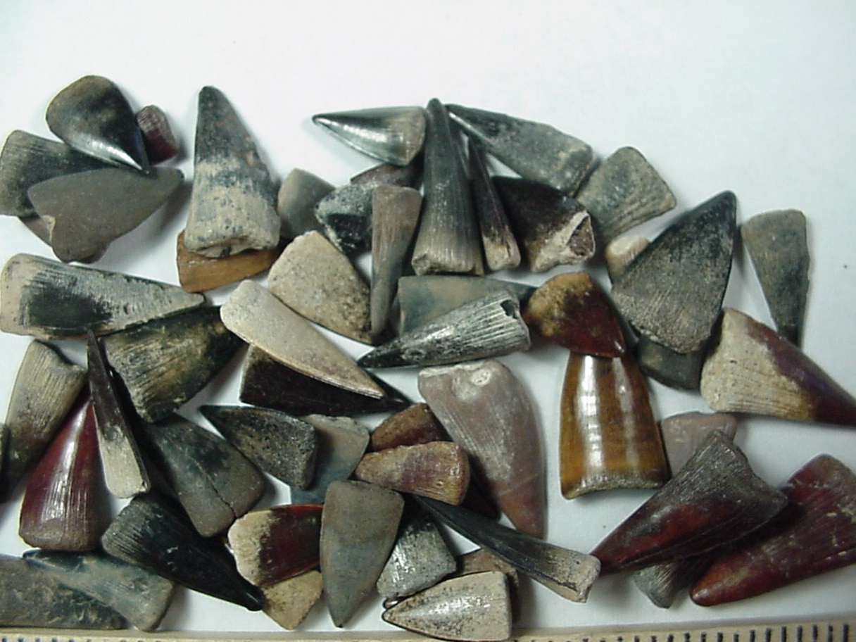 50 - Fossilized Barracuda teeth from North Florida