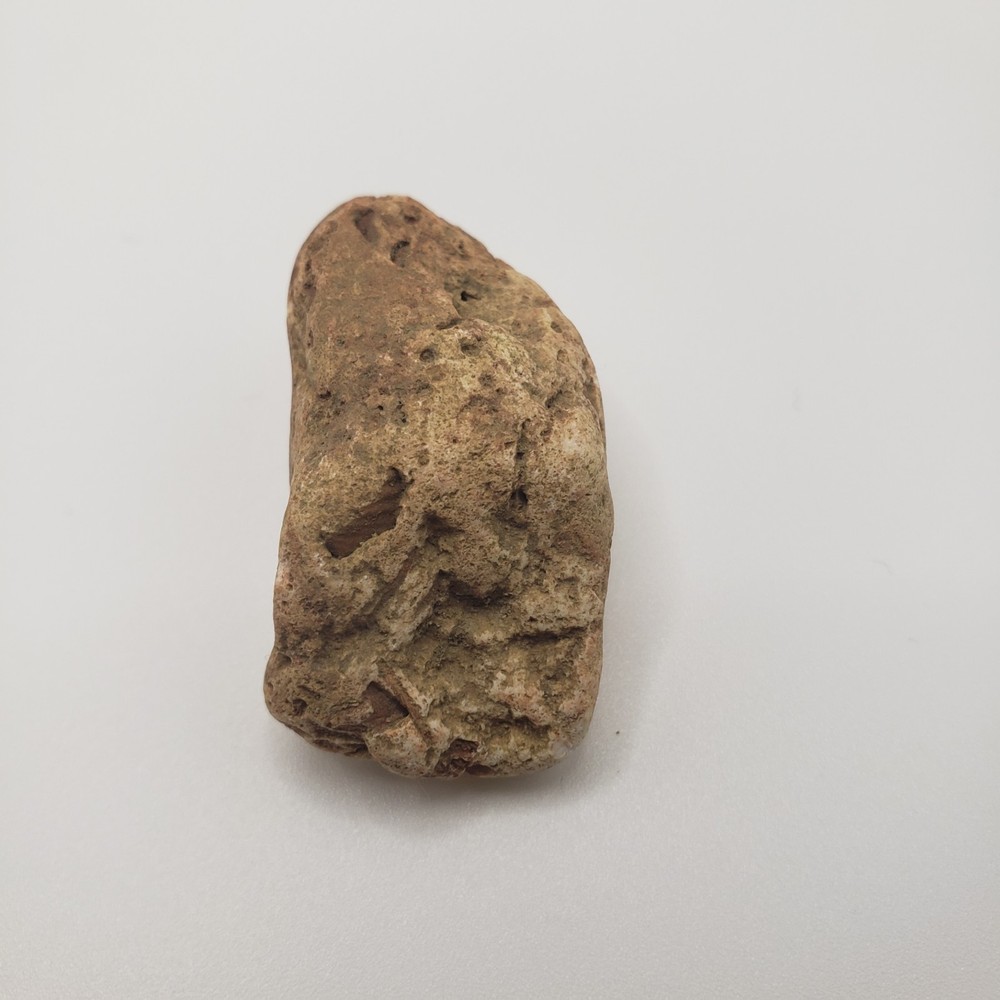 Fossiliferous Limestone with Shell Fossils – Oklahoma – Natural Specimen