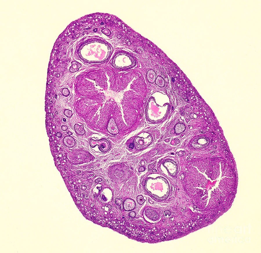 ABGIL Mammalian Embroyology Microscopic Slides