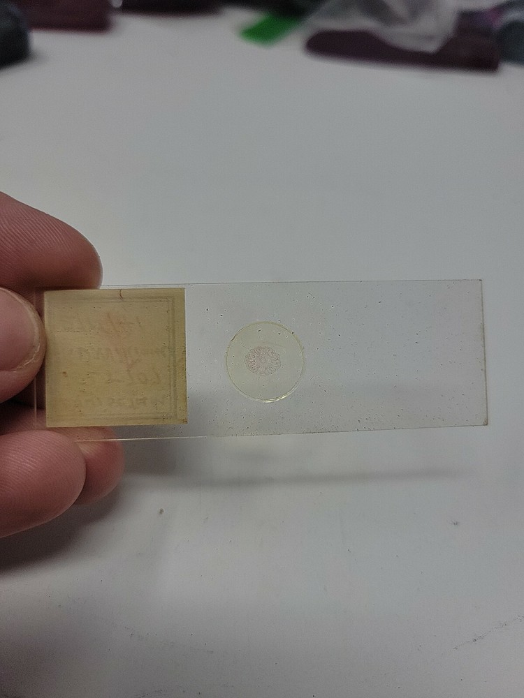 Vintage Microscope Slide 1941