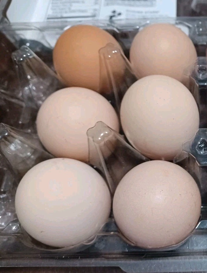 6 BRAHMA Chicken Hatching Eggs mixed buff and white