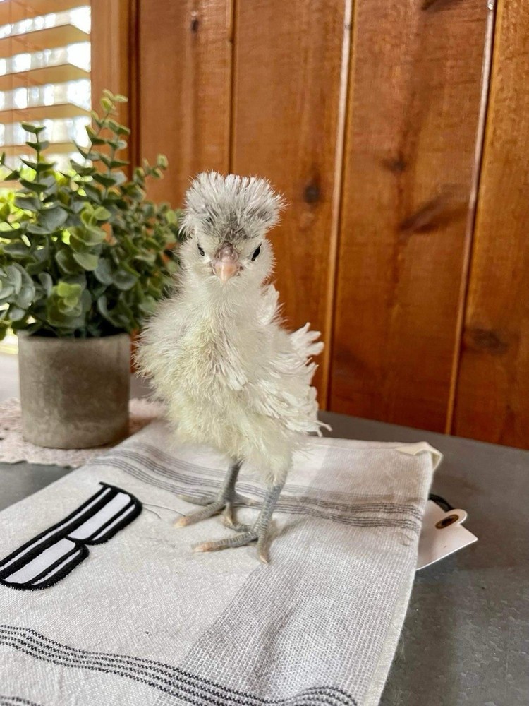 6 Polish Chicken Hatching Eggs (NPIP Certified)