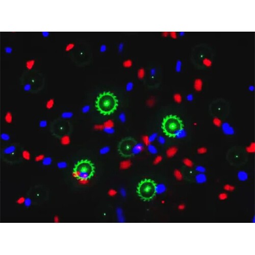 Technical Pro LGMEGAx Professional DJ Multi Pattern Laser & LED Stage Effect