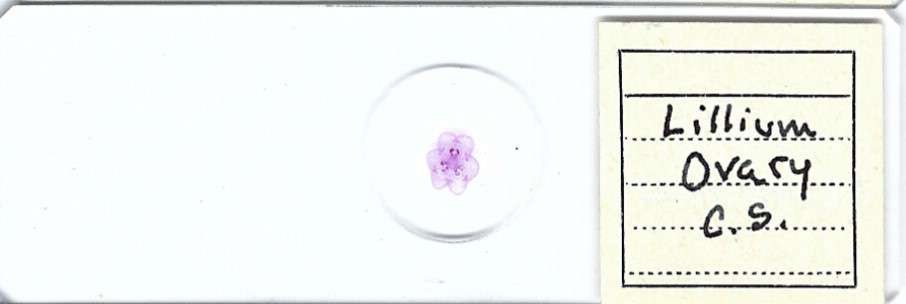 Lillium Ovary c.s. Microscope Slide