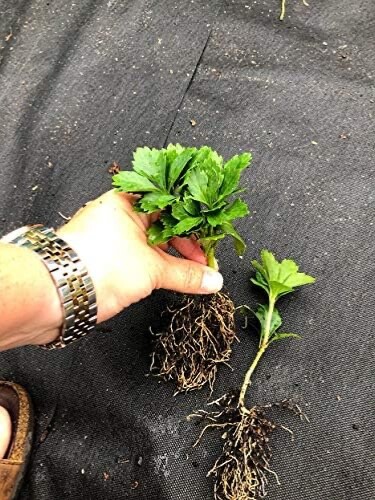 pachysandra terminalis 50 bare root plants