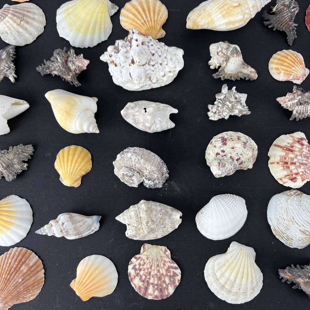 Natural Seashell Lot Various Shapes Sizes & Textures 40+
