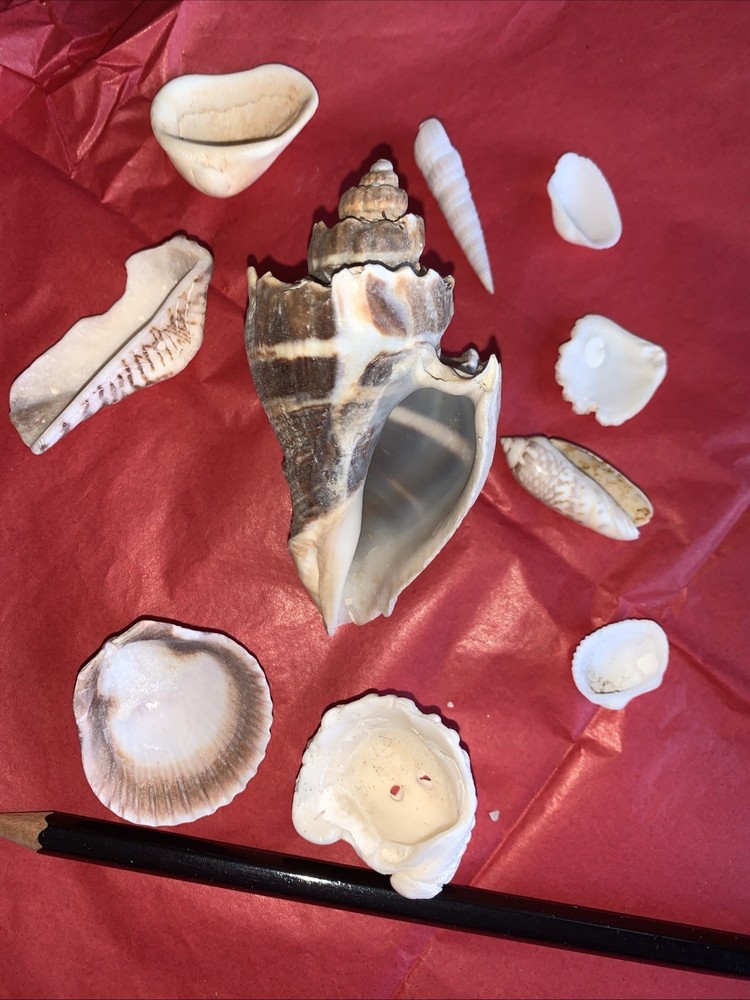 Seashell Lot Various Sizes and Shells Beautiful Selection Craft Beach 10 Shells