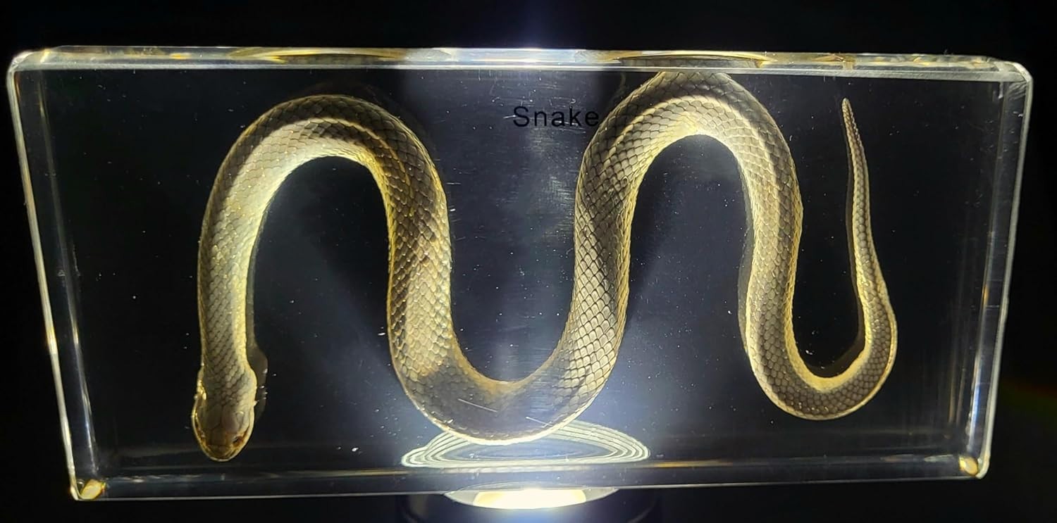 Chinese Water Snake Encased in Crystal Clear Lucite Resin 6.3" Paperweight Block