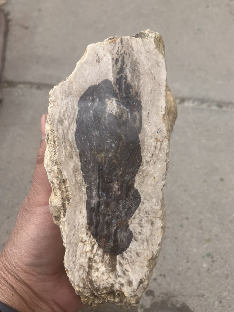 Petrified Wood Specimen, Fluorescent Under UV Light