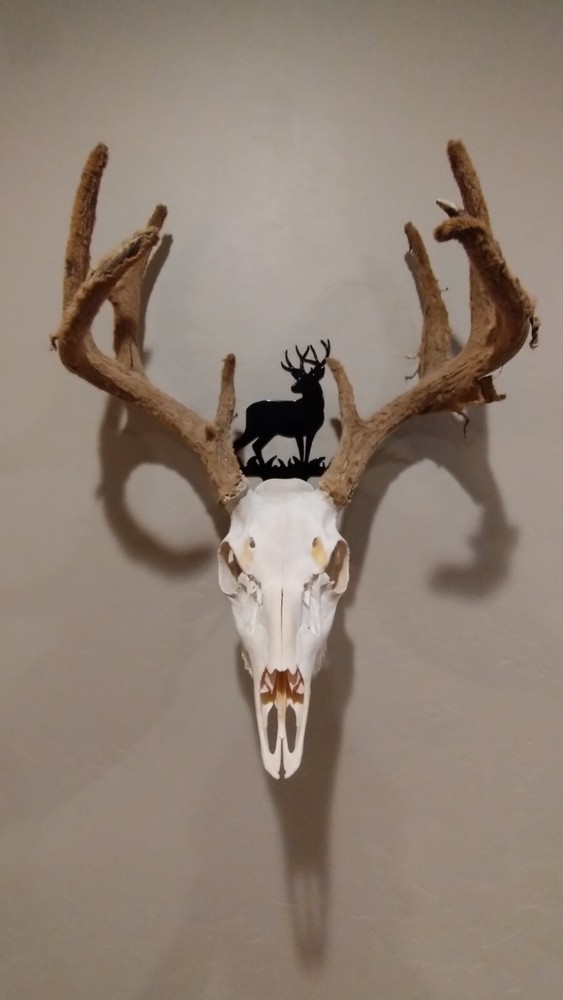 Mule Skull Hanger 1 Black