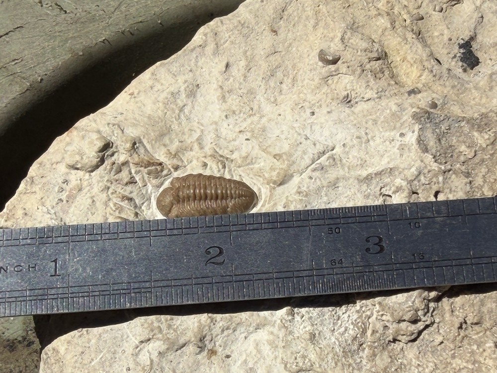 Trilobite Fossil Specimens in Matrix, Multiple Specimens