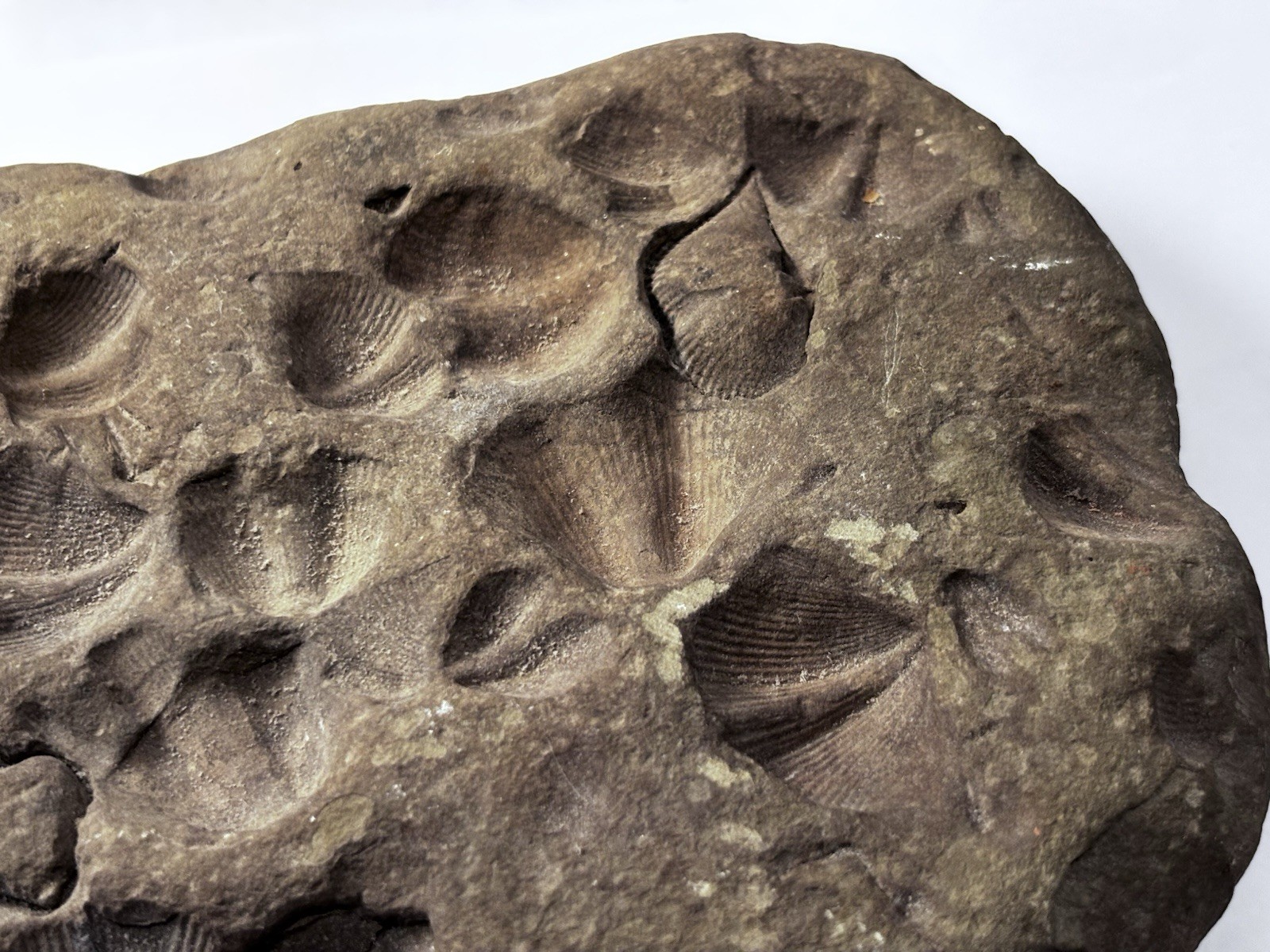Over 1 M Year Old River Bed Fossil . Many Seashells Unusual Rock 8" X6" 3Lb