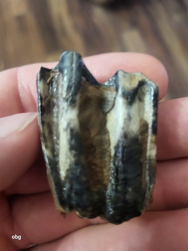 Historic bison tooth with blue vivianite  permineralization