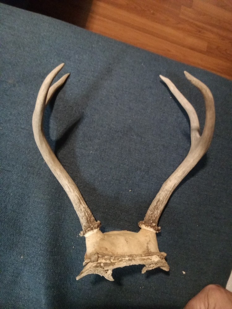 Deer Rack Antlers -
