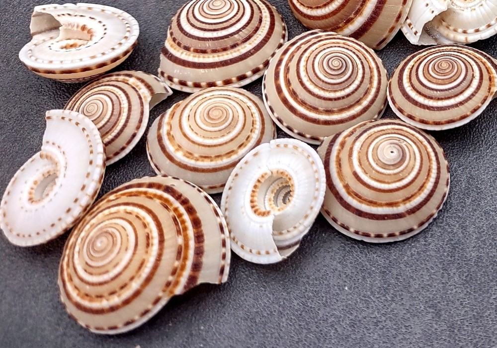 Perspective Sundial Seashells (10 shells approx. 1+ inches) Clear Sundial Shells