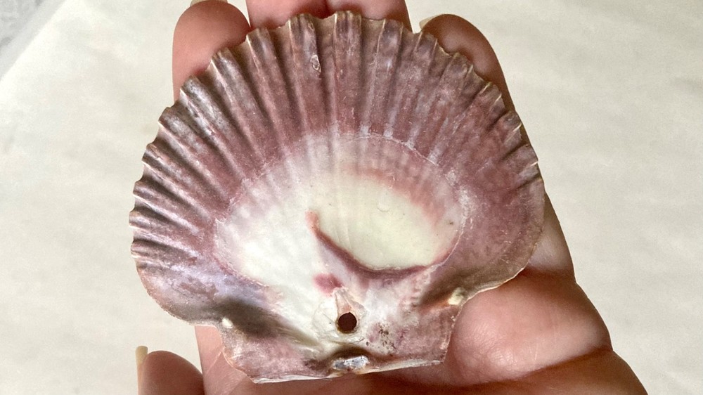 27 MEXICAN FLAT SEA SCALLOP SHELLS