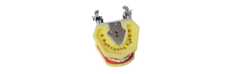 Teeth Model for Education Model Teach Model Lab Supply Study Nurse Training Disp