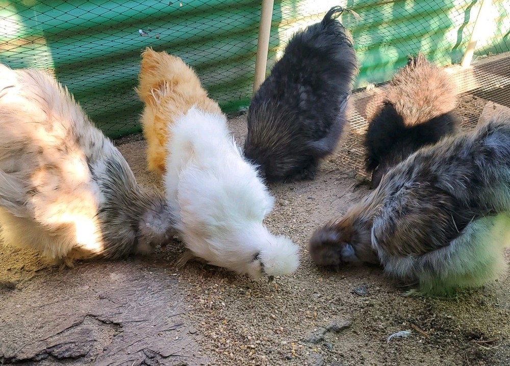 Silkie Hatching Eggs 8
