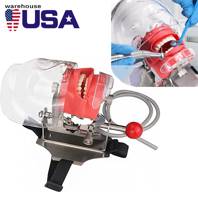 #USA Dental Simulator Mannequin Head Teeth Model Teaching Practicing Head Mold