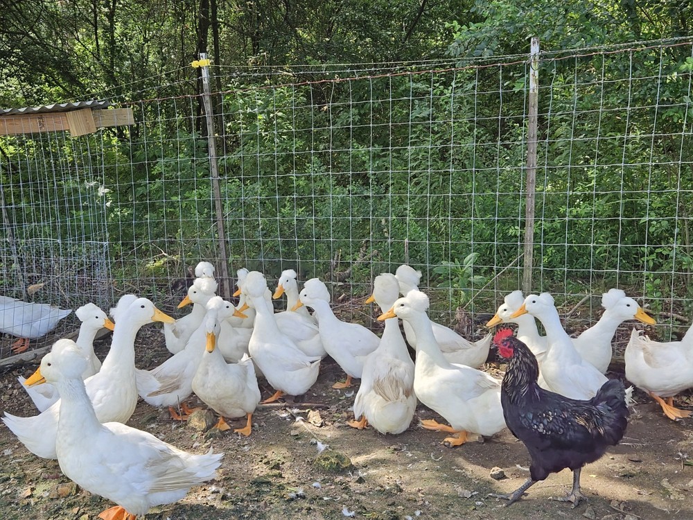 10+2 White Crested Duck Hatching Eggs