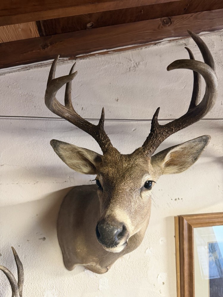 9 point Coues Whitetail Deer