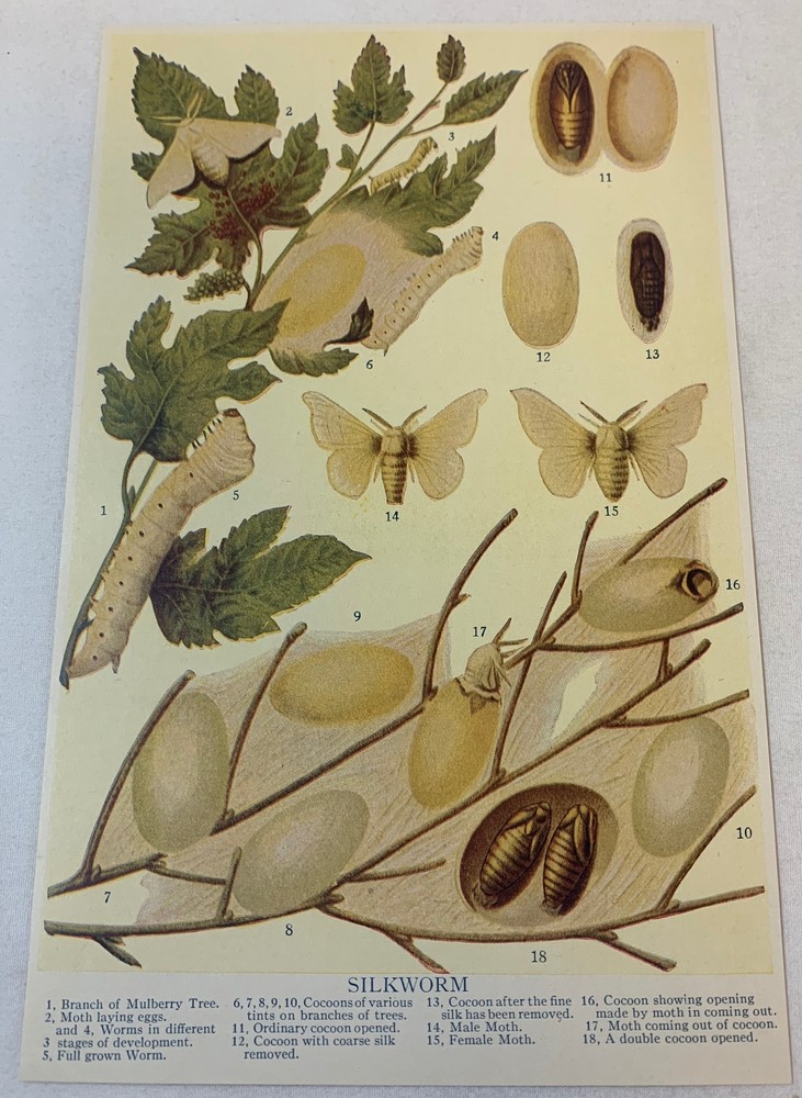 1920 book leaf print ~ SILKWORM