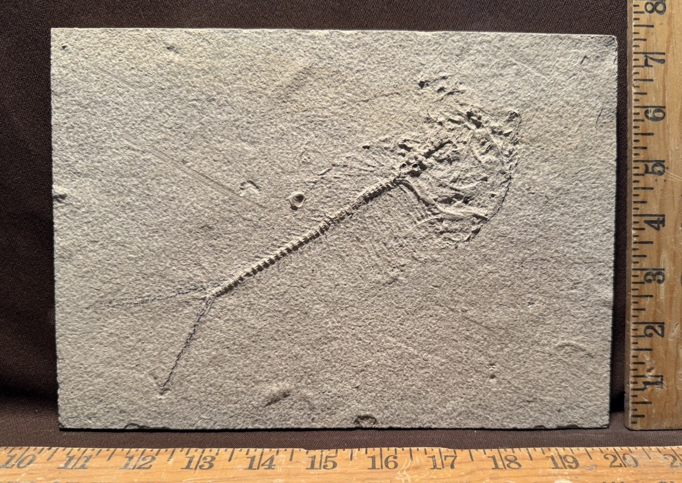 Unprepared Fossil Fish Green River Formation Wyoming Eocene