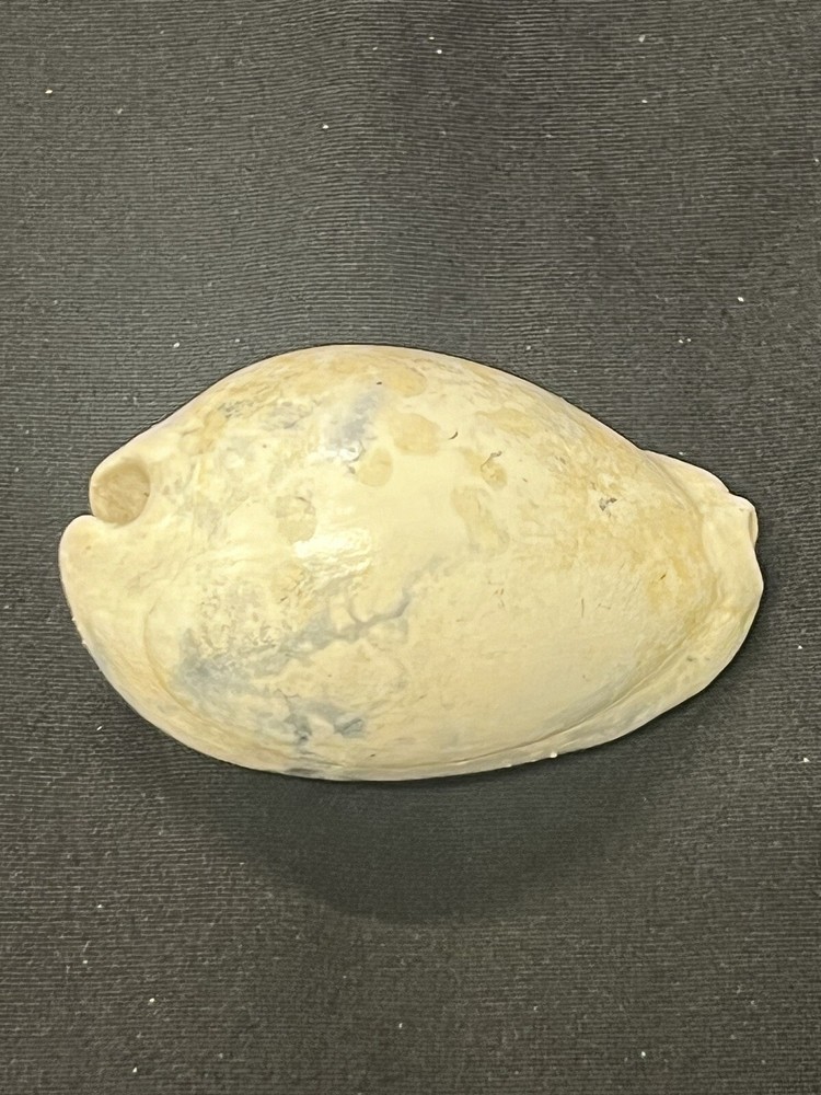 EXTINCT Fossilized COWRIE Shell From Central Florida - Pliocene Era.