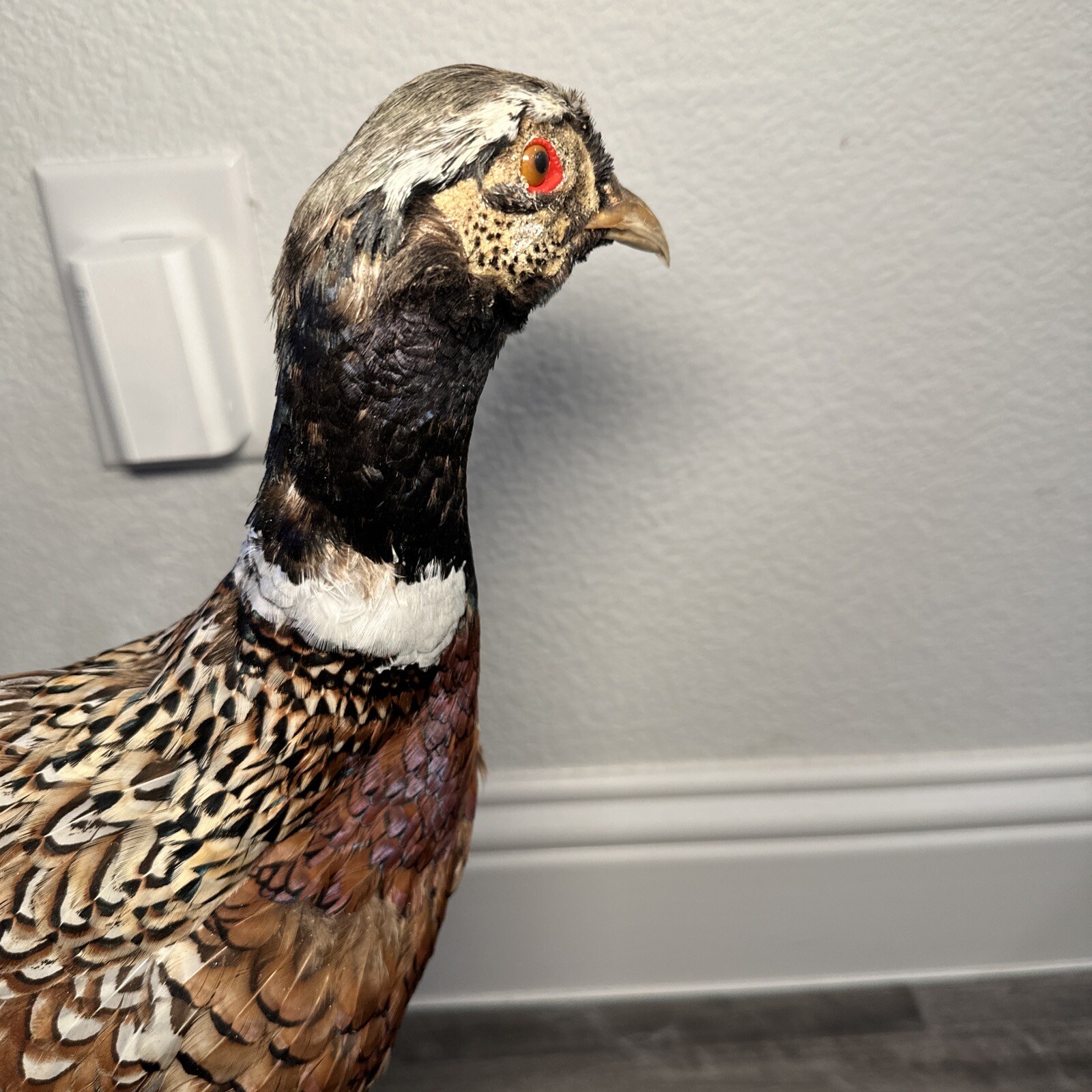 Pheasant Ring Neck Taxidermy Table / Shelf Display Mount