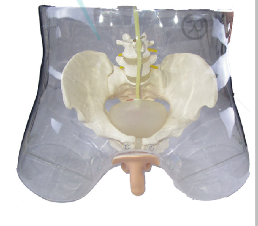 1:1 Human Transparent Male Catheterization Model Training Display Model