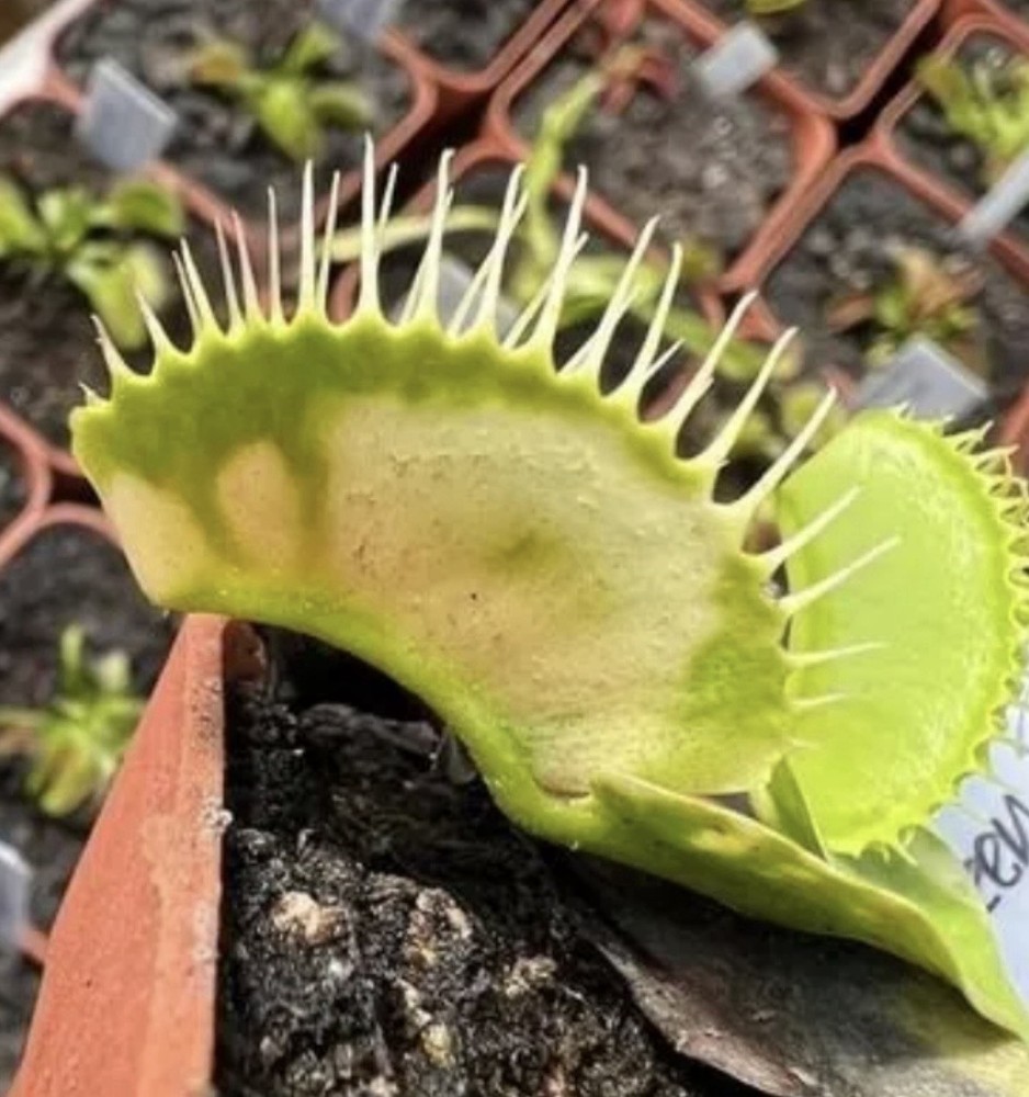 Dionaea Muscipula Venus Flytrap GJ Green Zebra