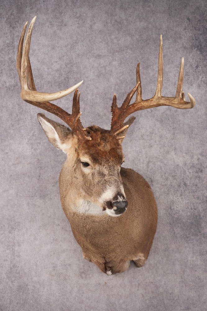Whitetail Deer SKU 3216