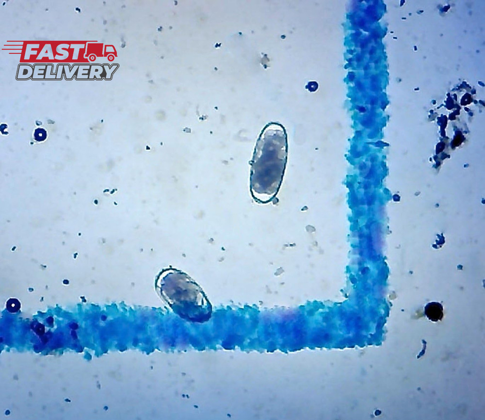 Mcmaster Method Microscope Slide - FEC (Fecal Egg Count) or Worm Count, Double C