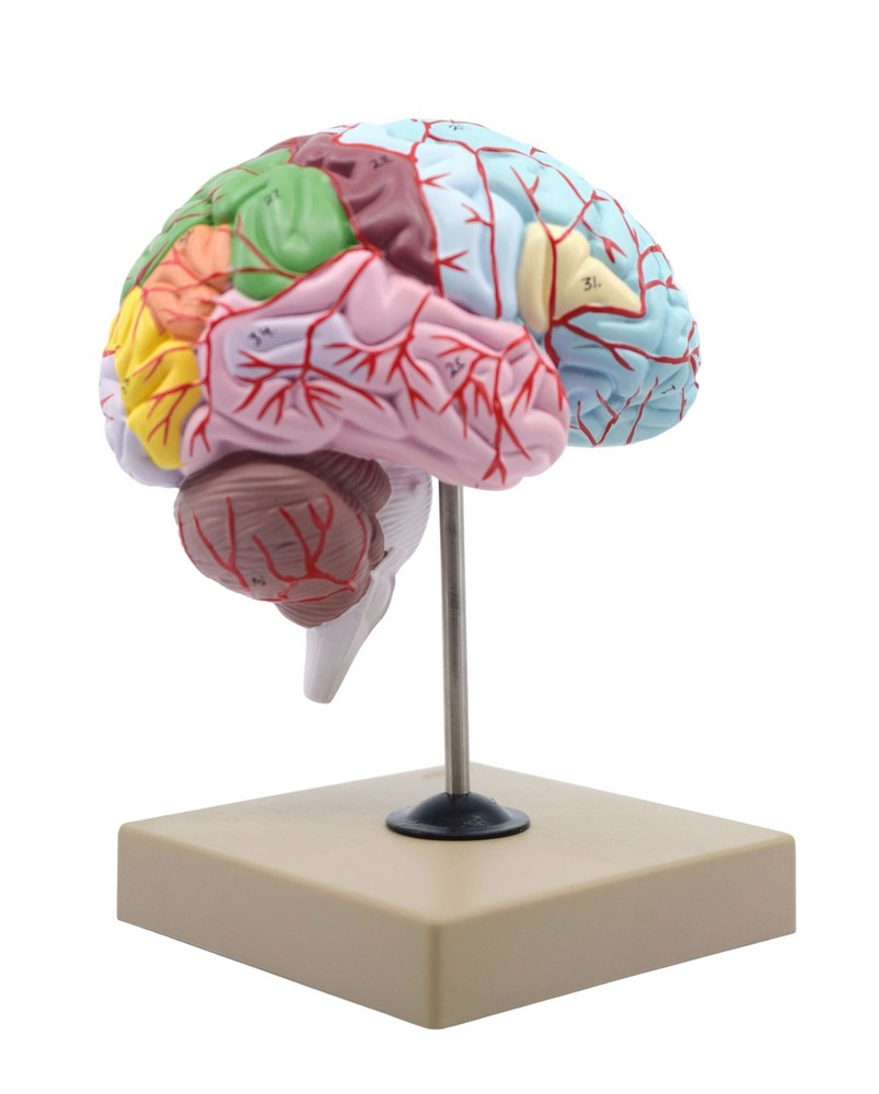 Eisco Labs Human Half Brain Model - Life Size, Cross Section - Color Coded